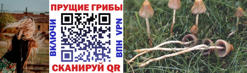 наркота  Волжский  Псилоцибиновые грибы GOLDEN TEACHER 